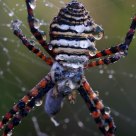Larinioides cornutus